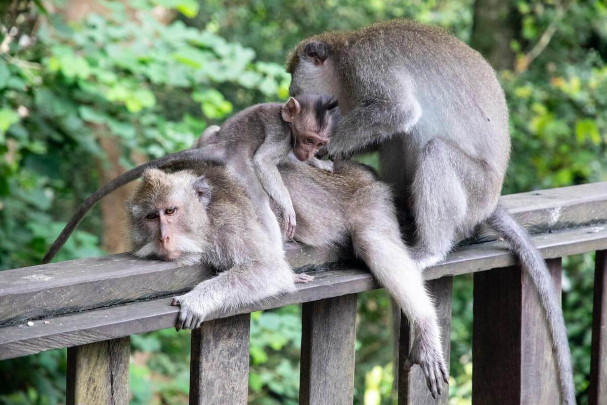 Wyjazd grupowy do Indonezji -Małpi las na Bali