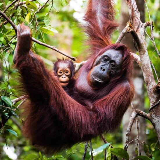 Grupowe wyjazdy kulinarne do Azji - Zwiedzanie Malezji