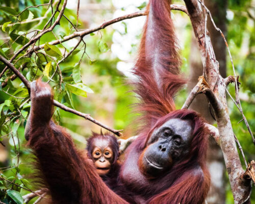 Warsztaty gotowania w Malezji - spotkanie z orangutanami