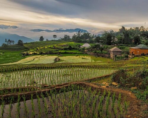 Pola ryżowe w Wietnamie - Wyjazd Grupowy do Wietnamu