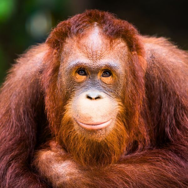 Wycieczka do Malezji