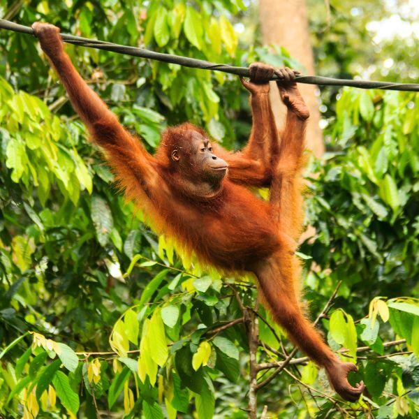 wycieczka do Malezji z Szamane