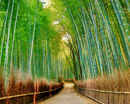 Arashiyama - sławny las bambusowy - kulinarna wycieczka do Japonii