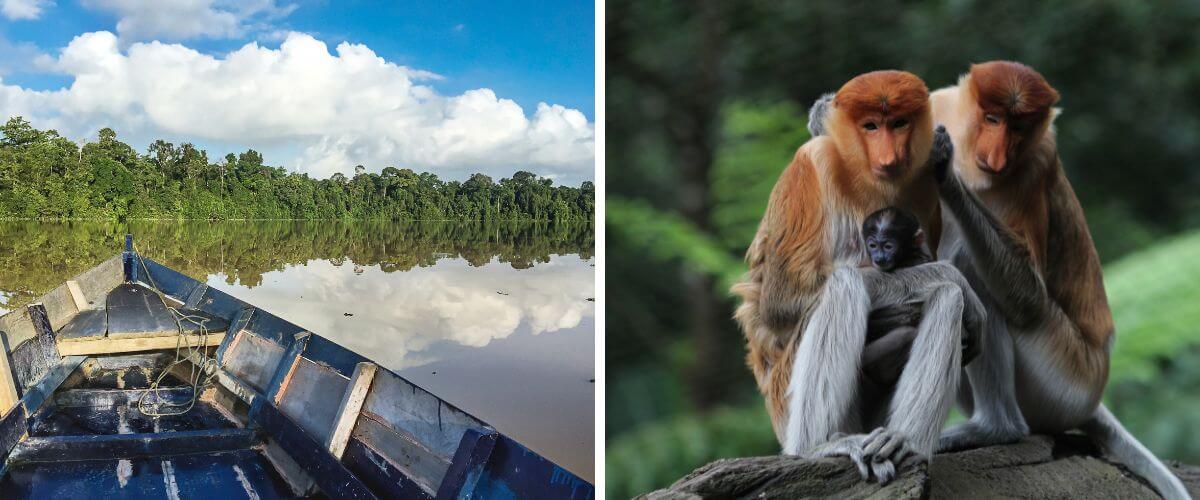 Kinabatangan - warto zobaczyć w Malezji