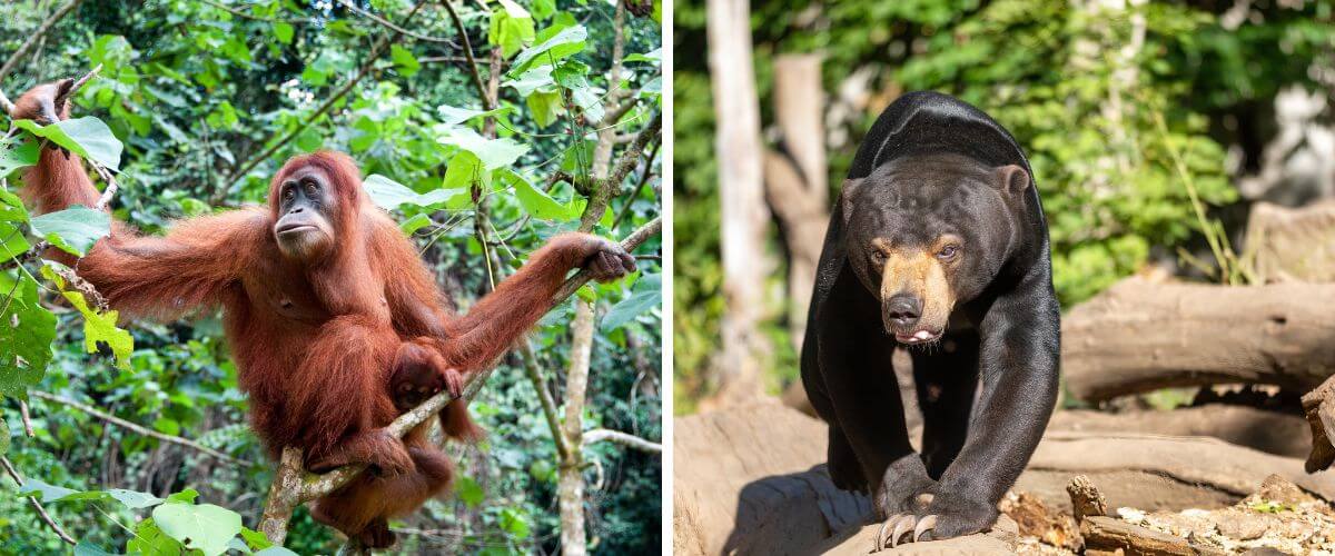 Sepilok - co zwiedzić na Borneo