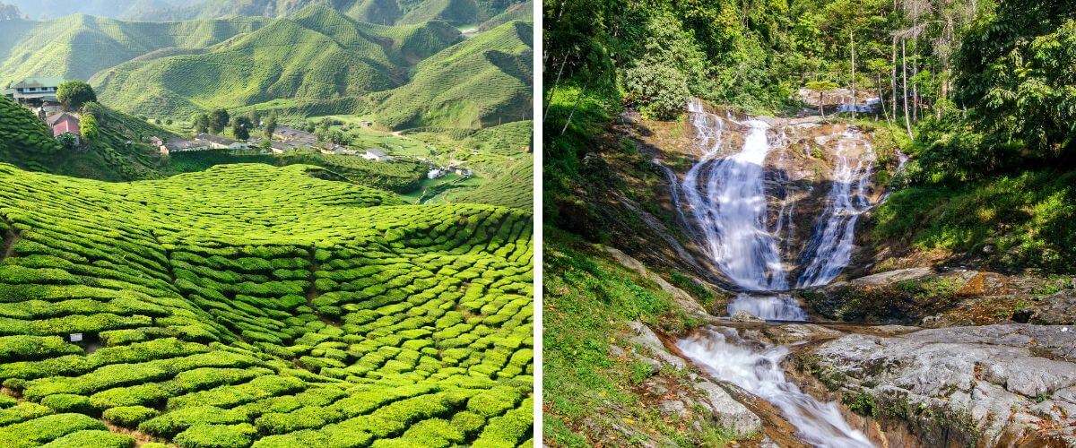 Cameron Highlands - co zobaczyć w Malezji?