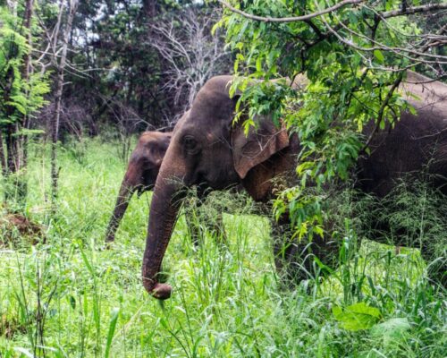 Wycieczka na Sri Lankę - dzikie słonie podczas Safari