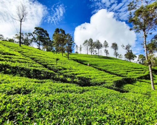 Wyjazd kulinarny na Sri Lankę - Pola herbaty Lipton's Seat