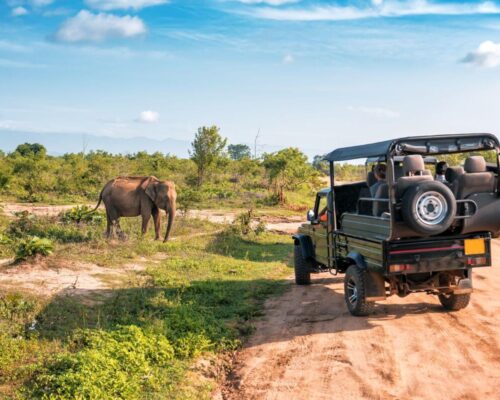 Safari w parku narodowym Yala - Wyjazd na Sri Lankę