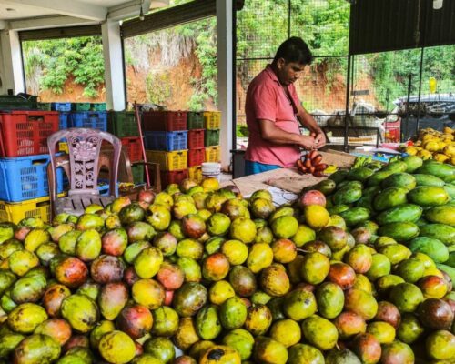 Wyjazd kulinarny na Sri Lankę - zakupy mango na targu