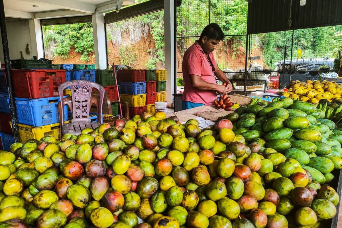 Wyjazd kulinarny na Sri Lankę - zakupy mango na targu