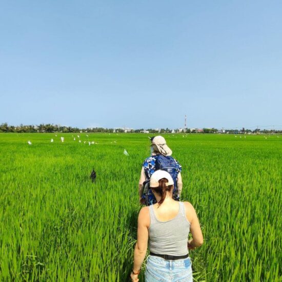 Pola ryżowe w Wietnamie