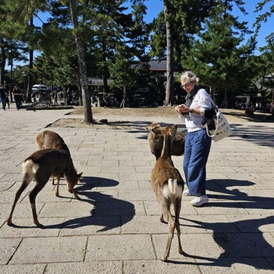 Jelonki w parku Nara